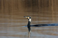 Ime datoteke=Veliki_kormoran_Cormorant_06.jpg
Velikost datoteke=154KB
Dimenzija=800x533
Datum objave=25.04.2008 Veliki_kormoran_Cormorant_06.jpg