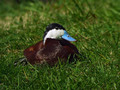 Belolicna_trdorepka_Ruddy_duck_Oxyura_jamaicensis_Anatidae_02.jpg