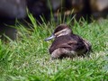 Belolicna_trdorepka_Ruddy_duck_Oxyura_jamaicensis_Anatidae_04.jpg