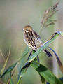 Ime datoteke=Trstni_strnad_Reed_bunting_11.jpg
Velikost datoteke=204KB
Dimenzija=600x800
Datum objave=09.05.2008 Trstni_strnad_Reed_bunting_11.jpg