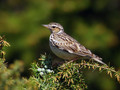 Ime datoteke=Hribski_skrjanec_Woodlark_04.jpg
Velikost datoteke=158KB
Dimenzija=800x600
Datum objave=15.05.2008 Hribski_skrjanec_Woodlark_04.jpg