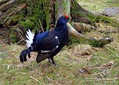 Rusevec_Black_grouse_04.jpg