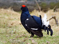 Rusevec_Black_grouse_05.jpg