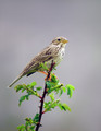 Veliki_strnad_Corn_bunting_06.jpg