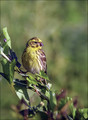 Grilcek_Serin_04.jpg