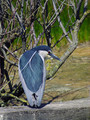 Kvakac_Night_heron_05.jpg