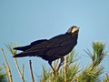 Ime datoteke=Poljska_vrana_Rook_03.jpg
Velikost datoteke=160KB
Dimenzija=800x600
Datum objave=22.05.2008 Poljska_vrana_Rook_03.jpg