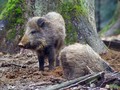 Ime datoteke=Divji_prasic_wild_boar_04.jpg
Velikost datoteke=170KB
Dimenzija=800x600
Datum objave=25.05.2008 Divji_prasic_wild_boar_04.jpg