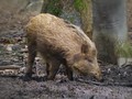 Ime datoteke=Divji_prasic_wild_boar_05.jpg
Velikost datoteke=162KB
Dimenzija=800x600
Datum objave=25.05.2008 Divji_prasic_wild_boar_05.jpg