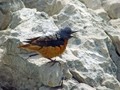 Ime datoteke=Slegur_Rock_thrush_Monticola_saxatilis_Drozgi_Turdidae_03.jpg
Velikost datoteke=138KB
Dimenzija=800x600
Datum objave=25.05.2008 Slegur_Rock_thrush_Monticola_saxatilis_Drozgi_Turdidae_03.jpg