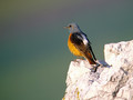 Ime datoteke=Slegur_Rock_thrush_Monticola_saxatilis_Drozgi_Turdidae_04.jpg
Velikost datoteke=182KB
Dimenzija=800x600
Datum objave=25.05.2008 Slegur_Rock_thrush_Monticola_saxatilis_Drozgi_Turdidae_04.jpg