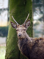 Ime datoteke=jelen_deer_02.jpg
Velikost datoteke=159KB
Dimenzija=600x800
Datum objave=25.05.2008 jelen_deer_02.jpg