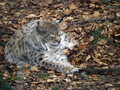 Ime datoteke=Ris_lynx_01.jpg
Velikost datoteke=200KB
Dimenzija=800x600
Datum objave=30.05.2008 Ris_lynx_01.jpg