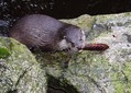 Ime datoteke=Vidra_otter_01.jpg
Velikost datoteke=182KB
Dimenzija=800x570
Datum objave=30.05.2008 Vidra_otter_01.jpg