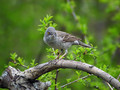 Ime datoteke=Grahasta_penica_Barred_warbler_Sylvia_nisoria_Penice_Sylviidae_03.jpg
Velikost datoteke=145KB
Dimenzija=800x600
Datum objave=31.05.2008 Grahasta_penica_Barred_warbler_Sylvia_nisoria_Penice_Sylviidae_03.jpg