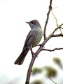 Ime datoteke=Grahasta_penica_Barred_warbler_Sylvia_nisoria_Penice_Sylviidae_04.jpg
Velikost datoteke=124KB
Dimenzija=600x800
Datum objave=31.05.2008 Grahasta_penica_Barred_warbler_Sylvia_nisoria_Penice_Sylviidae_04.jpg
