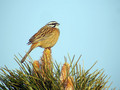 Skalni_strnad_Rock_bunting_05.jpg