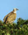 Ime datoteke=Beloglavi_jastreb_Griffon_vulture_04.jpg
Velikost datoteke=151KB
Dimenzija=631x800
Datum objave=06.06.2008 Beloglavi_jastreb_Griffon_vulture_04.jpg