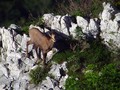 Ime datoteke=Gams_chamois_02.jpg
Velikost datoteke=194KB
Dimenzija=800x600
Datum objave=06.06.2008 Gams_chamois_02.jpg