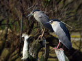 Ime datoteke=Kvakac_Night_heron_07.jpg
Velikost datoteke=135KB
Dimenzija=800x600
Datum objave=06.06.2008 Kvakac_Night_heron_07.jpg