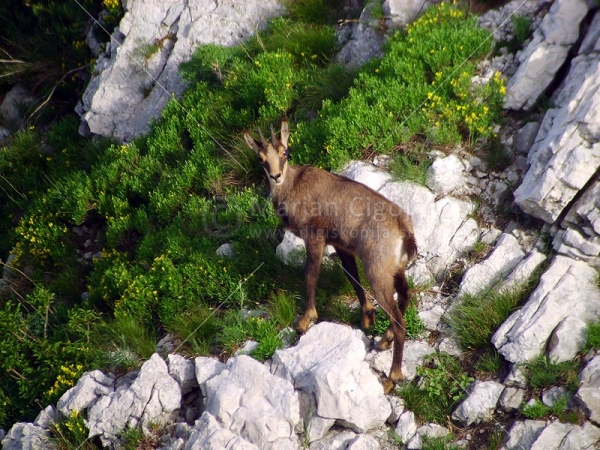 Klikni za ogled večje slike