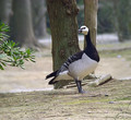 Ime datoteke=Belolicna_gos_Barnacle_goose_Branta_leucopcis_Gosi_Anatidae_02.jpg
Velikost datoteke=168KB
Dimenzija=653x600
Datum objave=12.06.2008 Belolicna_gos_Barnacle_goose_Branta_leucopcis_Gosi_Anatidae_02.jpg