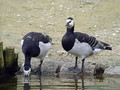 Ime datoteke=Belolicna_gos_Barnacle_goose_Branta_leucopcis_Gosi_Anatidae_04.jpg
Velikost datoteke=165KB
Dimenzija=800x600
Datum objave=12.06.2008 Belolicna_gos_Barnacle_goose_Branta_leucopcis_Gosi_Anatidae_04.jpg
