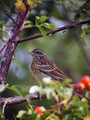 Plotni_strnad_Cirl_bunting_08.jpg