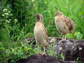 Ime datoteke=Prepelica_Ouail_Coturnix_coturnix_Poljske_kure_Phasianidae_03.jpg
Velikost datoteke=153KB
Dimenzija=800x600
Datum objave=29.06.2008 Prepelica_Ouail_Coturnix_coturnix_Poljske_kure_Phasianidae_03.jpg