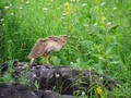 Ime datoteke=Prepelica_Ouail_Coturnix_coturnix_Poljske_kure_Phasianidae_04.jpg
Velikost datoteke=147KB
Dimenzija=800x600
Datum objave=29.06.2008 Prepelica_Ouail_Coturnix_coturnix_Poljske_kure_Phasianidae_04.jpg