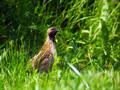 Ime datoteke=Prepelica_Ouail_Coturnix_coturnix_Poljske_kure_Phasianidae_05.jpg
Velikost datoteke=154KB
Dimenzija=800x600
Datum objave=29.06.2008 Prepelica_Ouail_Coturnix_coturnix_Poljske_kure_Phasianidae_05.jpg