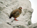Ime datoteke=Katorna_Rock_partridge_Alectoris_graeca_Poljske_kure_Phasianidae_03.jpg
Velikost datoteke=156KB
Dimenzija=800x600
Datum objave=08.07.2008 Katorna_Rock_partridge_Alectoris_graeca_Poljske_kure_Phasianidae_03.jpg