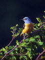 Ime datoteke=Slegur_Rock_thrush_Monticola_saxatilis_Drozgi_Turdidae_07.jpg
Velikost datoteke=153KB
Dimenzija=600x800
Datum objave=08.07.2008 Slegur_Rock_thrush_Monticola_saxatilis_Drozgi_Turdidae_07.jpg