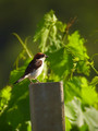 Ime datoteke=Rjavoglavi_srakoper_Woodchat_shrike_Lanius_senator_Srakoperji_Laniidae_o1.jpg
Velikost datoteke=174KB
Dimenzija=600x800
Datum objave=16.07.2008 Rjavoglavi_srakoper_Woodchat_shrike_Lanius_senator_Srakoperji_Laniidae_o1.jpg