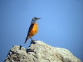 Ime datoteke=Slegur_Rock_thrush_Monticola_saxatilis_Drozgi_Turdidae_09.jpg
Velikost datoteke=138KB
Dimenzija=800x600
Datum objave=16.07.2008 Slegur_Rock_thrush_Monticola_saxatilis_Drozgi_Turdidae_09.jpg