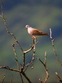 Ime datoteke=Divja_grlica_Turtle_dove_04.jpg
Velikost datoteke=88KB
Dimenzija=600x800
Datum objave=26.07.2008 Divja_grlica_Turtle_dove_04.jpg