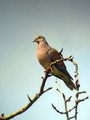 Ime datoteke=Divja_grlica_Turtle_dove_05.jpg
Velikost datoteke=101KB
Dimenzija=600x800
Datum objave=26.07.2008 Divja_grlica_Turtle_dove_05.jpg