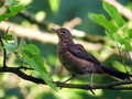 Ime datoteke=Kos_Blackbird_08.jpg
Velikost datoteke=135KB
Dimenzija=800x600
Datum objave=26.07.2008 Kos_Blackbird_08.jpg
