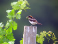 Ime datoteke=Rjavoglavi_srakoper_Woodchat_shrike_Lanius_senator_Srakoperji_Laniidae_o2.jpg
Velikost datoteke=129KB
Dimenzija=800x600
Datum objave=26.07.2008 Rjavoglavi_srakoper_Woodchat_shrike_Lanius_senator_Srakoperji_Laniidae_o2.jpg