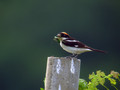 Ime datoteke=Rjavoglavi_srakoper_Woodchat_shrike_Lanius_senator_Srakoperji_Laniidae_o3.jpg
Velikost datoteke=160KB
Dimenzija=800x600
Datum objave=26.07.2008 Rjavoglavi_srakoper_Woodchat_shrike_Lanius_senator_Srakoperji_Laniidae_o3.jpg