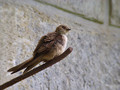 Ime datoteke=Skalna_lastovka_Crag_martin_Ptyonoprogne_rupestris_Lastovke_Hirundinidae_01.jpg
Velikost datoteke=139KB
Dimenzija=800x600
Datum objave=09.08.2008 Skalna_lastovka_Crag_martin_Ptyonoprogne_rupestris_Lastovke_Hirundinidae_01.jpg