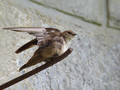 Ime datoteke=Skalna_lastovka_Crag_martin_Ptyonoprogne_rupestris_Lastovke_Hirundinidae_02.jpg
Velikost datoteke=175KB
Dimenzija=800x600
Datum objave=09.08.2008 Skalna_lastovka_Crag_martin_Ptyonoprogne_rupestris_Lastovke_Hirundinidae_02.jpg