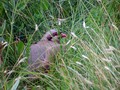 Ime datoteke=Katorna_Rock_partridge_Alectoris_graeca_Poljske_kure_Phasianidae_05.jpg
Velikost datoteke=170KB
Dimenzija=800x600
Datum objave=19.08.2008 Katorna_Rock_partridge_Alectoris_graeca_Poljske_kure_Phasianidae_05.jpg