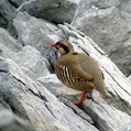 Ime datoteke=Katorna_Rock_partridge_Alectoris_graeca_Poljske_kure_Phasianidae_06.jpg
Velikost datoteke=142KB
Dimenzija=800x799
Datum objave=19.08.2008 Katorna_Rock_partridge_Alectoris_graeca_Poljske_kure_Phasianidae_06.jpg