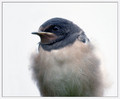 Kmecka_lastovka_Barn_swallow_07.jpg