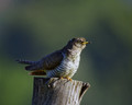 Ime datoteke=Kukavica_Common_cuckoo_06.jpg
Velikost datoteke=243KB
Dimenzija=790x633
Datum objave=19.08.2008 Kukavica_Common_cuckoo_06.jpg