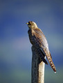 Ime datoteke=Kukavica_Common_cuckoo_07.jpg
Velikost datoteke=216KB
Dimenzija=600x785
Datum objave=19.08.2008 Kukavica_Common_cuckoo_07.jpg