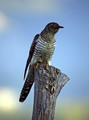 Ime datoteke=Kukavica_Common_cuckoo_08.jpg
Velikost datoteke=198KB
Dimenzija=594x800
Datum objave=19.08.2008 Kukavica_Common_cuckoo_08.jpg