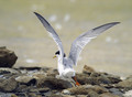 Ime datoteke=Mala_cigra_Little_tern_05.jpg
Velikost datoteke=195KB
Dimenzija=800x589
Datum objave=21.08.2008 Mala_cigra_Little_tern_05.jpg