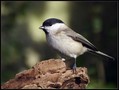 Mocvirska_sinica_Marsh_tit_07.jpg